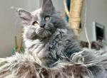 Francesco - Maine Coon Kitten For Sale - Odesa&comma; Odessa Oblast&comma; UA