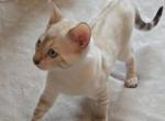 Yellow Boy - Bengal Kitten For Sale - GA&comma; US