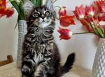 Cindy - Maine Coon Kitten For Sale - Odesa&comma; Odessa Oblast&comma; UA