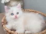 Ollie - Ragdoll Kitten For Sale - Nixa&comma; MO&comma; US