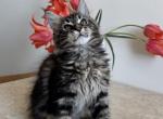 Conan - Maine Coon Kitten For Sale - Odesa&comma; Odessa Oblast&comma; UA
