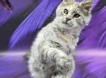 Anastasia - Maine Coon Kitten For Sale - Odesa&comma; Odessa Oblast&comma; UA