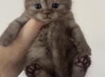 Cody Chocolate Scottish Fold kitten - Scottish Fold Kitten For Sale - Tacoma&comma; WA&comma; US