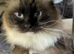 Max - Ragdoll Cat For Adoption - Santa Rosa&comma; CA&comma; US