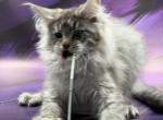 Sana - Maine Coon Kitten For Sale - Odesa&comma; Odessa Oblast&comma; UA