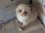Lizzy Mae - Ragdoll Kitten For Sale - Dunnellon&comma; FL&comma; US