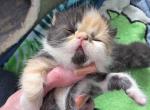 Margo - Exotic Kitten For Sale - Fair Oaks&comma; CA&comma; US