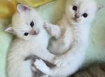 British White Point - British Shorthair Kitten For Sale - Orlando&comma; FL&comma; US