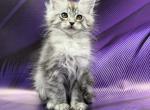Fernando - Maine Coon Cat For Sale - Odesa&comma; Odessa Oblast&comma; UA