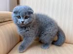Scottish Fold Plushie Blue Male - Scottish Fold Kitten For Sale - Orlando&comma; FL&comma; US