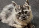 Polydactyl female Willa - Maine Coon Kitten For Sale - Odesa&comma; Odessa Oblast&comma; UA