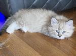 Tigress - Ragdoll Kitten For Sale - San Diego&comma; CA&comma; US