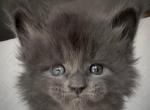 Xavian Blue - Maine Coon Kitten For Sale - 