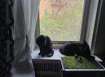 Bob & Marley - Bombay Cat For Adoption - Bronx&comma; NY&comma; US