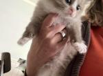 Maggie - Ragdoll Kitten For Sale - San Diego&comma; CA&comma; US
