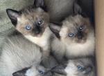 Guccis - Siamese Kitten For Sale - Middletown&comma; CT&comma; US