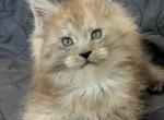 Polydactyl male Ben - Maine Coon Kitten For Sale - Odesa&comma; Odessa Oblast&comma; UA