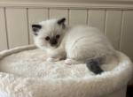 Mathew - Ragdoll Kitten For Sale - San Diego&comma; CA&comma; US