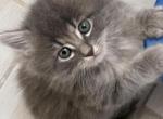 Sabby - Siberian Kitten For Sale - West Covina&comma; CA&comma; US