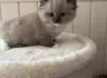 Matilda - Ragdoll Kitten For Sale - San Diego&comma; CA&comma; US
