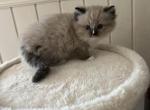 Matt - Ragdoll Kitten For Sale - San Diego&comma; CA&comma; US