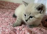 Ragdoll - Ragdoll Kitten For Sale - West Covina&comma; CA&comma; US