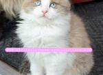 Valentina - Ragdoll Kitten For Sale - KS&comma; US
