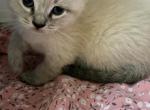 Lynx ragdoll - Ragdoll Kitten For Sale - 