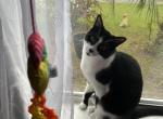 Mr Kitty - Domestic Cat For Adoption - Navarre&comma; FL&comma; US