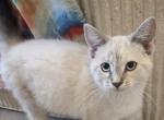 Lynx point siamese females - Siamese Kitten For Sale - Algonquin&comma; IL&comma; US