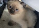 siamese seal males - Siamese Kitten For Sale - Algonquin&comma; IL&comma; US
