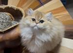 Kelly - Scottish Straight Kitten For Sale - Gainesville&comma; GA&comma; US