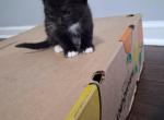 Morris - American Shorthair Kitten For Sale - Bronx&comma; NY&comma; US