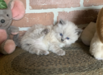 PUREBRED RAGDOLL KITTEN - Ragdoll Kitten For Sale - East Earl&comma; PA&comma; US