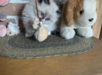 PUREBRED RAGDOLL MALE KITTEN - Ragdoll Kitten For Sale - East Earl&comma; PA&comma; US