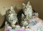 Country Legends - Maine Coon Kitten For Sale - Salem&comma; OH&comma; US