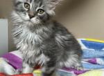 Female Black Silver Classic Maine Coon - Maine Coon Kitten For Sale - 