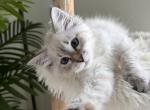 Suki - Siberian Kitten For Sale - Doral&comma; FL&comma; US