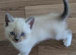 Munchkin - Ragdoll Kitten For Sale - 