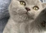 Tiny Temu - British Shorthair Kitten For Sale - Maple Grove&comma; MN&comma; US
