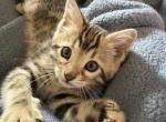 Mary Kate - Bengal Kitten For Sale - 