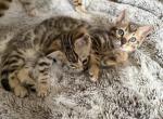 Ashley - Bengal Kitten For Sale - 