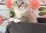 Buttercup - Ragdoll Kitten For Sale - FL&comma; US