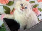 Clover - Ragdoll Kitten For Sale - FL&comma; US