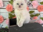 Blossom - Ragdoll Kitten For Sale - FL&comma; US