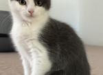 Scottish Fold Mix - Scottish Fold Kitten For Sale - Rocklin&comma; CA&comma; US