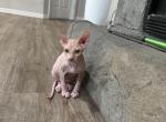 Sphynx - Sphynx Kitten For Sale - Tampa&comma; FL&comma; US