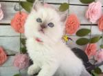 Firefly - Ragdoll Kitten For Sale - FL&comma; US