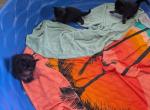 Alpha026 - Maine Coon Kitten For Sale - Round Rock&comma; TX&comma; US