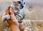 Luxury Bengal kittens for sale - Bengal Kitten For Sale - 